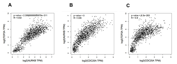 Overexpression of <i>CDC25A, AURKB</i>, and <i>TOP2A</i> Genes Could Be an Important Clue for Luminal A Breast Cancer.