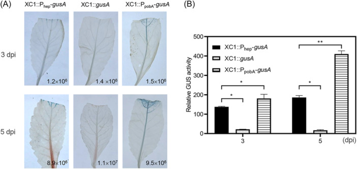 The phytopathogen <i>Xanthomonas campestris</i> senses and effluxes salicylic acid via a sensor HepR and an RND family efflux pump to promote virulence in host plants.
