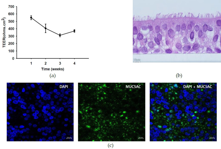 Development of a multi-analysis model using an epithelial-fibroblast co-culture system as an alternative to animal testing.