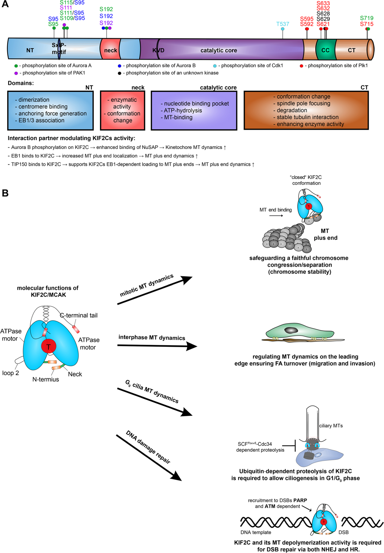 KIF2C/MCAK a prognostic biomarker and its oncogenic potential in malignant progression, and prognosis of cancer patients: a systematic review and meta-analysis as biomarker.
