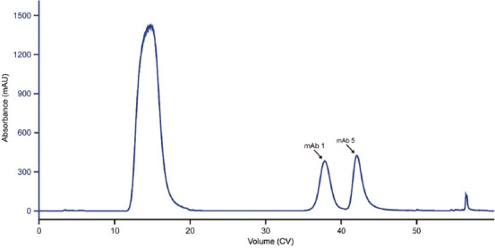 CH1-specific affinity resins possess the potential of separating heterodimer from homodimers in asymmetric bispecific antibody purification.