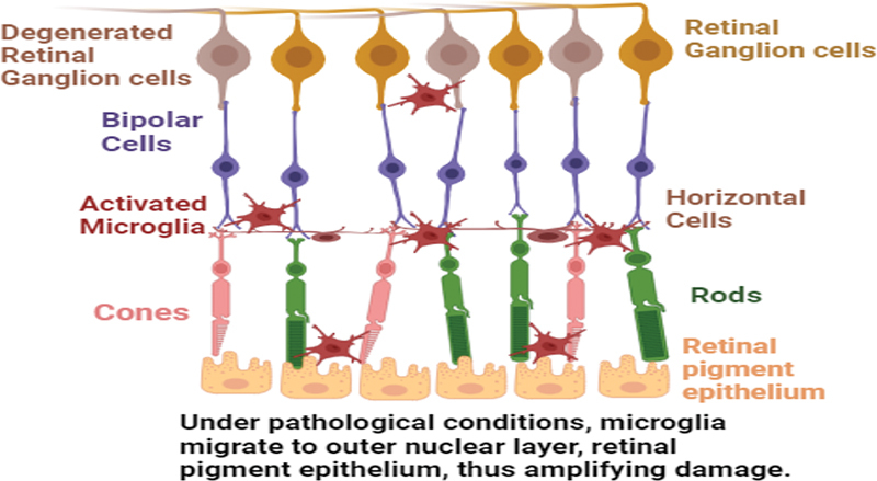 Role of Noncoding RNAs in Modulating Microglial Phenotype.