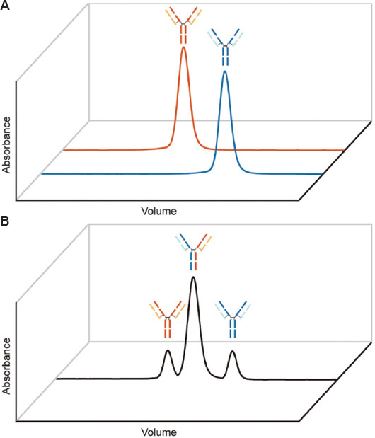 CH1-specific affinity resins possess the potential of separating heterodimer from homodimers in asymmetric bispecific antibody purification.