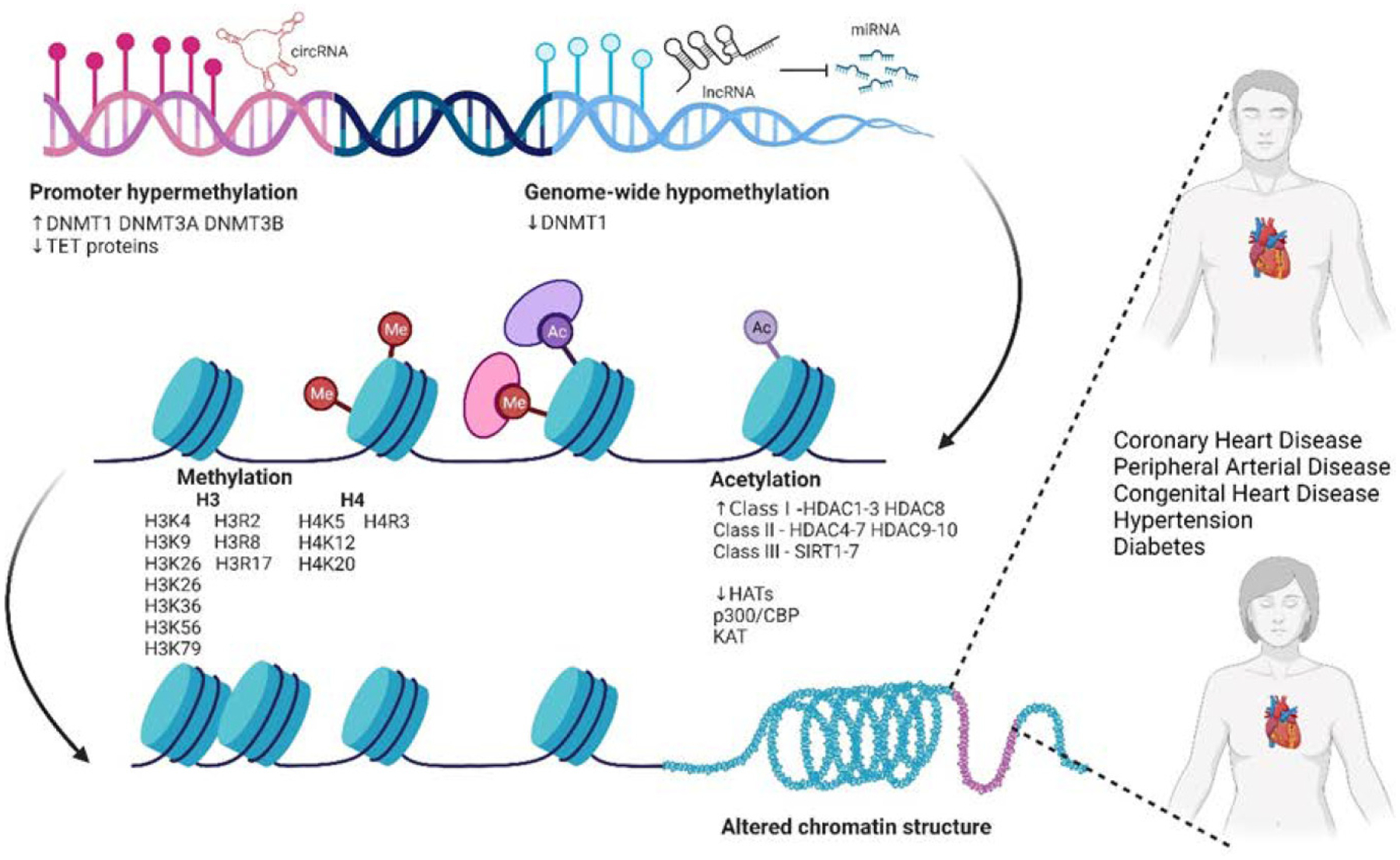 Epigenetic regulation of sex dimorphism in cardiovascular health.