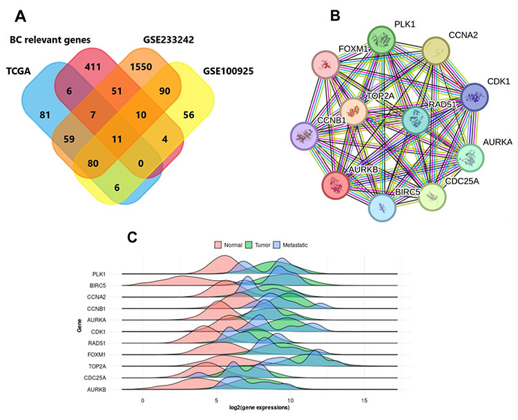 Overexpression of <i>CDC25A, AURKB</i>, and <i>TOP2A</i> Genes Could Be an Important Clue for Luminal A Breast Cancer.