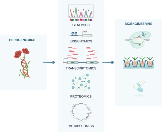 Herbgenomics meets Papaveraceae: a promising -omics perspective on medicinal plant research.