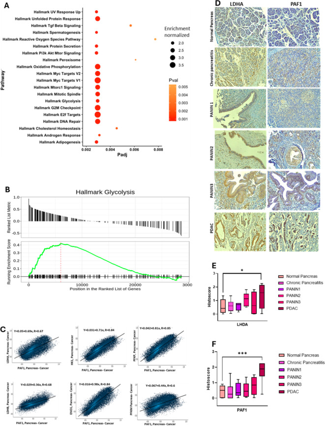 PAF1/HIF1α axis rewires the glycolytic metabolism to fuel aggressiveness of pancreatic cancer.
