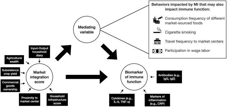 How market integration impacts human disease ecology.