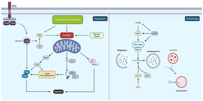 Pulmonary Hypertension and Right Ventricle: A Pathophysiological Insight.