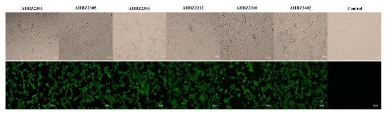 Isolation, Genomic Characterization and Evolution of Six Porcine Rotavirus A Strains in a Pig Farming Group.