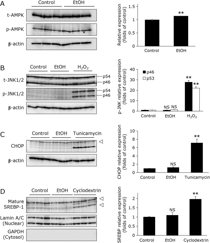 Ethanol enhances selenoprotein P expression via ERK-FoxO3a axis in HepG2 cells.