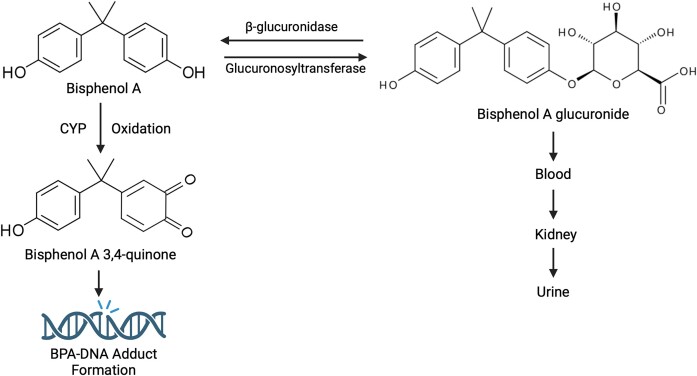Novel insights into the role of bisphenol A (BPA) in genomic instability.