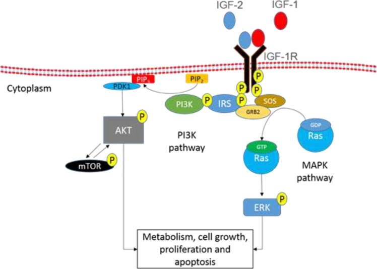 Insulin-like growth factor (IGF) levels in pre-treatment plasma identifying breast cancer: A case control study.