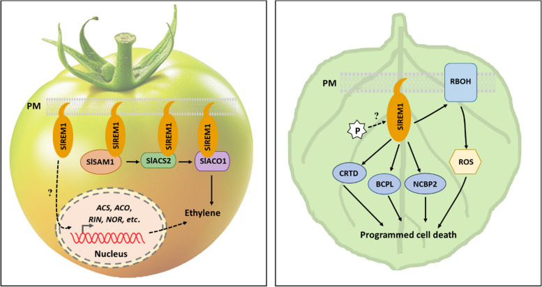 Functions of membrane proteins in regulating fruit ripening and stress responses of horticultural crops.
