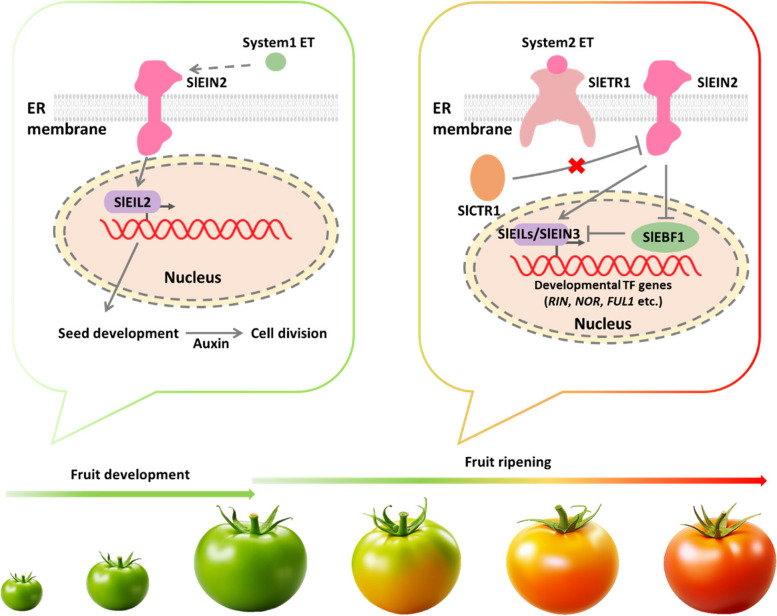 Functions of membrane proteins in regulating fruit ripening and stress responses of horticultural crops.