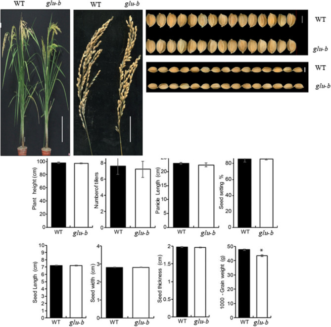 Application of CRISPR/Cas9 system to knock out GluB gene for developing low glutelin rice mutant.