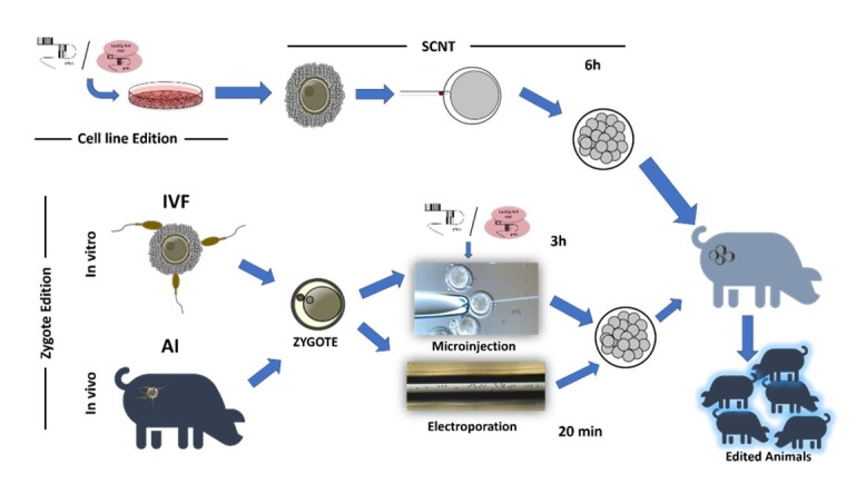 Gene editing in livestock: innovations and applications.