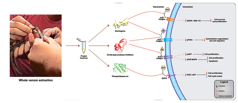 Snake venom bioprospecting as an approach to finding potential anti-glioblastoma molecules.
