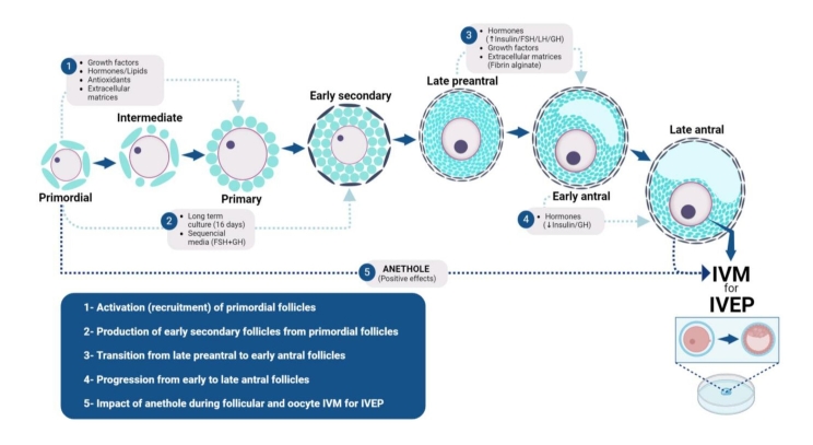 Approaches to improve <i>in vitro</i> survival, growth, and maturation of caprine oocytes: main results from LAMOFOPA-Brazil.