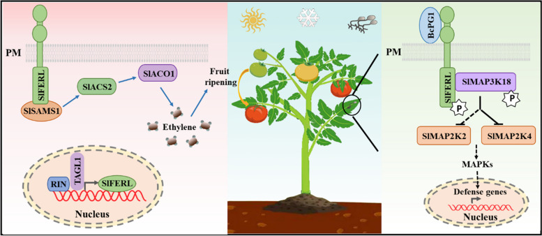 Functions of membrane proteins in regulating fruit ripening and stress responses of horticultural crops.