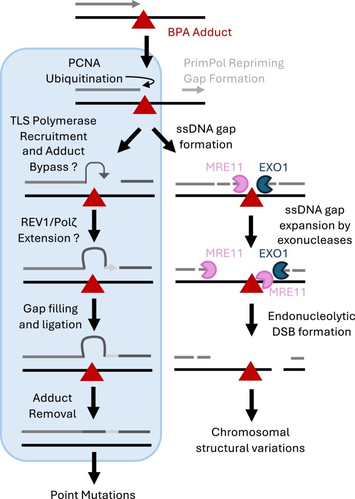 Novel insights into the role of bisphenol A (BPA) in genomic instability.