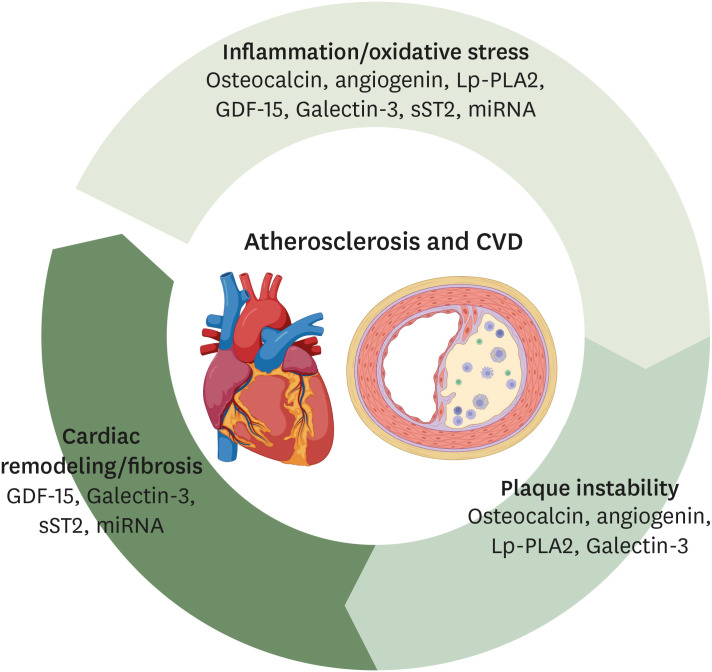Emerging Circulating Biomarkers for Enhanced Cardiovascular Risk Prediction.