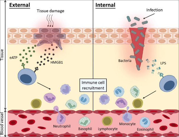 Unraveling the interplay between inflammation and stem cell mobilization or homing: Implications for tissue repair and therapeutics.