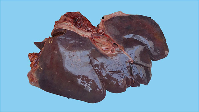 <i>Senecio ovatus</i> poisoning in a horse - A case report.