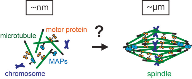 Microtubule choreography: spindle self-organization during cell division.