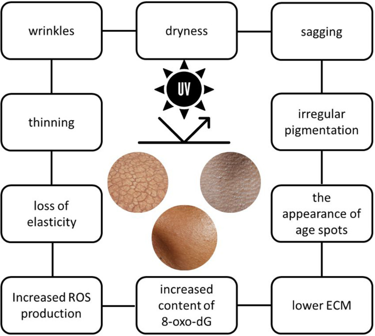 A Comprehensive Review of Stem Cell Conditioned Media Role for Anti-Aging on Skin.