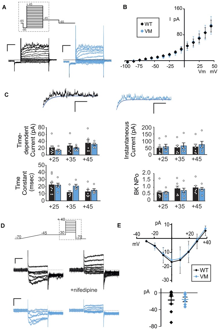 Electrophysiology of Human iPSC-derived Vascular Smooth Muscle Cells and Cell-autonomous Consequences of Cantú Syndrome Mutations.