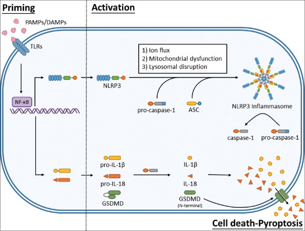 Unraveling the interplay between inflammation and stem cell mobilization or homing: Implications for tissue repair and therapeutics.