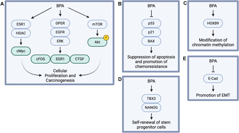 Novel insights into the role of bisphenol A (BPA) in genomic instability.
