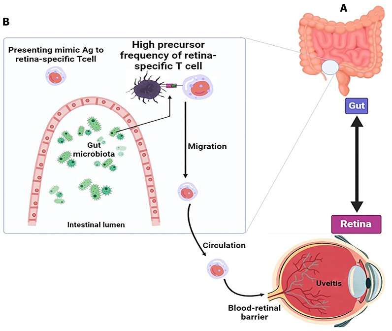 Microbiome as an endocrine organ and its relationship with eye diseases: Effective factors and new targeted approaches.
