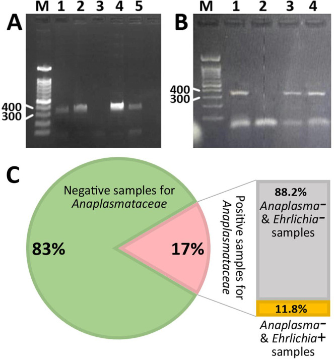 Snapshot Study of the Family Anaplasmataceae, <i>Anaplasma</i> spp., and <i>Ehrlichia</i> spp. Prevalence in Ticks of Sheep and Cattle in Jiroft City, Iran.