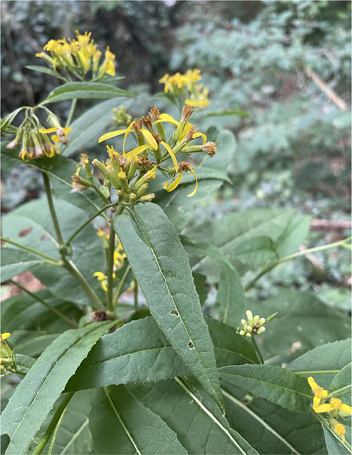 <i>Senecio ovatus</i> poisoning in a horse - A case report.