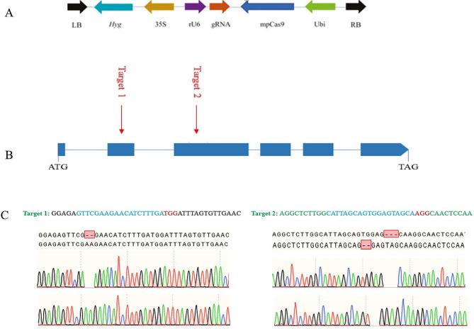 Application of CRISPR/Cas9 system to knock out GluB gene for developing low glutelin rice mutant.