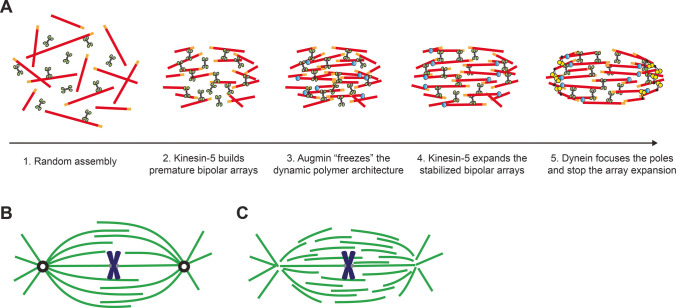 Microtubule choreography: spindle self-organization during cell division.