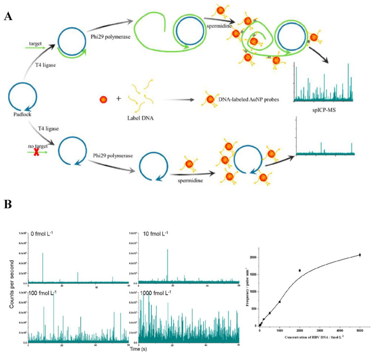 Functional gold nanoparticles for analysis and delivery of nucleic acids.