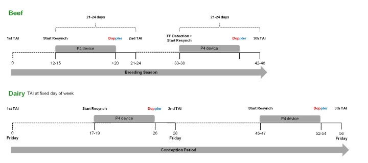 Evolution over the last 40 years of the assisted reproductive technologies in cattle - the Brazilian perspective for embryo transfer and resynchronization programs (part II).
