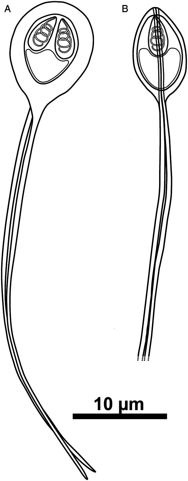 Abstract Image