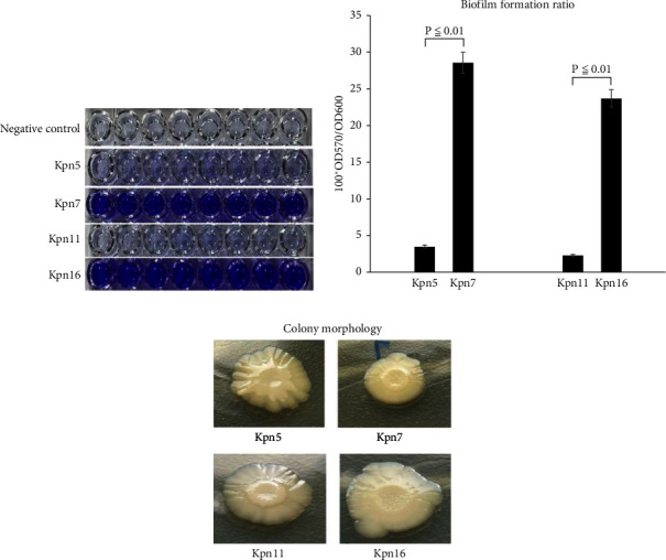 The Characteristic of Biofilm Formation in ESBL-Producing <i>K. pneumoniae</i> Isolates.