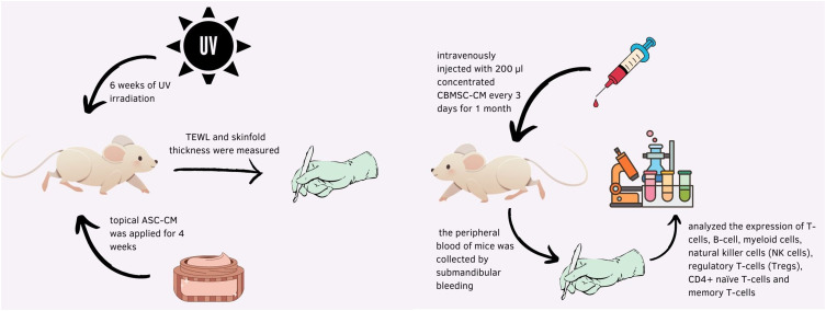 A Comprehensive Review of Stem Cell Conditioned Media Role for Anti-Aging on Skin.