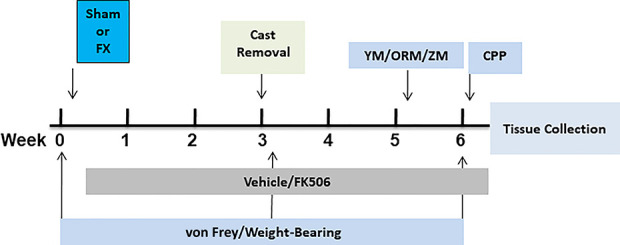 Effects of immunosuppression after limb fracture in mice on nociceptive, cognitive, and anxiety-related outcomes.