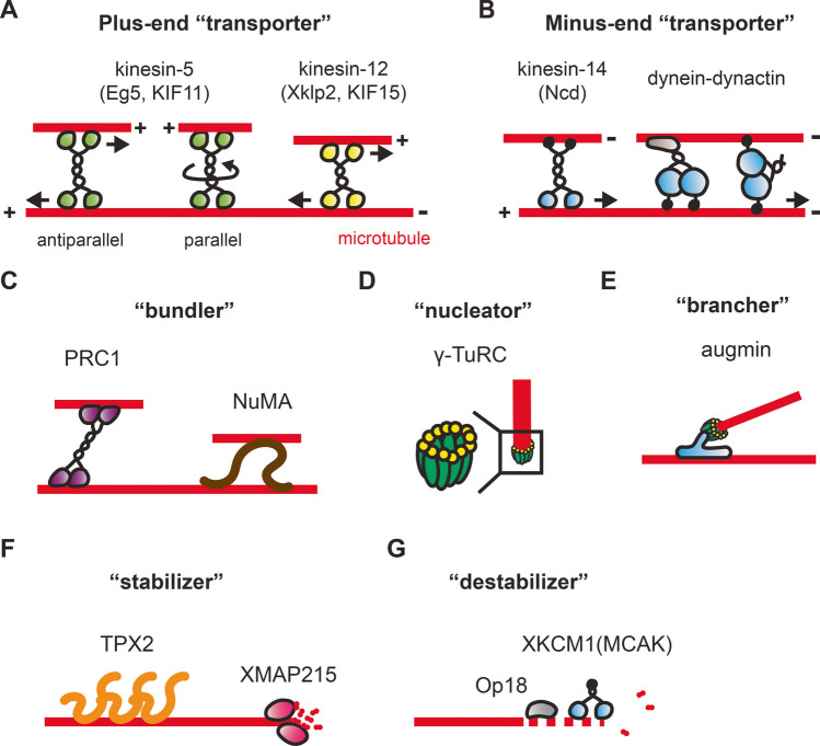 Microtubule choreography: spindle self-organization during cell division.
