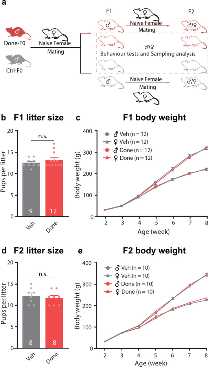Paternal preconception donepezil exposure enhances learning in offspring.