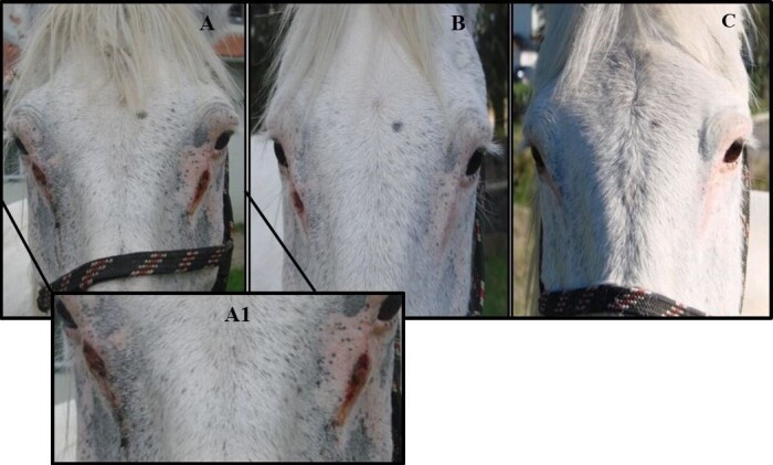 Cutaneous and conjunctival habronemosis in horses treated at the Veterinary Hospital of the Santa Catarina State University, Brazil.