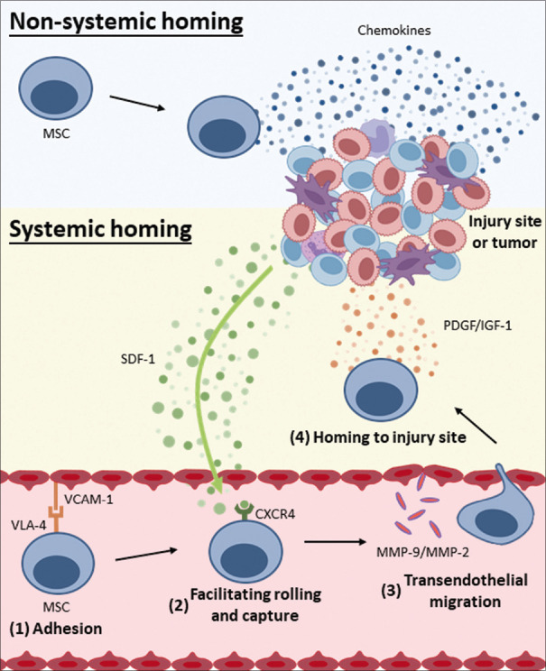 Unraveling the interplay between inflammation and stem cell mobilization or homing: Implications for tissue repair and therapeutics.