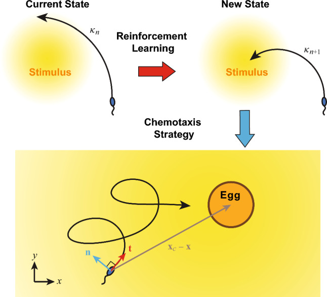 Reinforcement learning of biomimetic navigation: a model problem for sperm chemotaxis