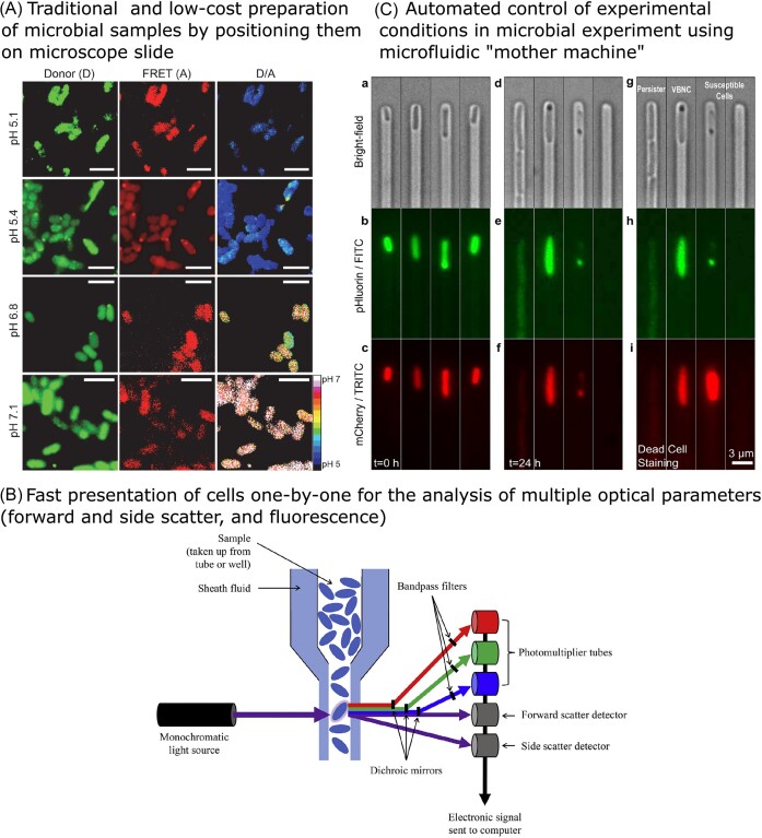 Methods for studying microbial acid stress responses: from molecules to populations.
